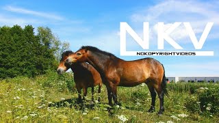Horse No Copyright Video Copyright Free Free Stock Footage Video Cinematic - 4K Video