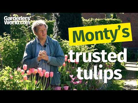 Monty Don's favourite tulips for bright and bold Spring displays