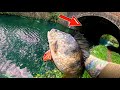 This bridge was stacked with big perch canal fishing dream