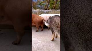 Пара диких кабанов на ферме 🐗💞 #животные #кабан #AKHuntZone #nature