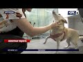 Казахстанцев обяжут чипировать собак и кошек и запретят употреблять их в пищу
