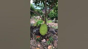 Vườn Trái Cây Long Khánh Ngô Ánh