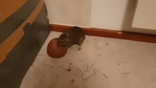 Degu Solana screaming at me that I can't have her coconut shell pt1