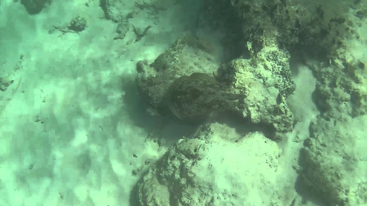 foundation medicine Round Stingray Found in the Dominican Waters