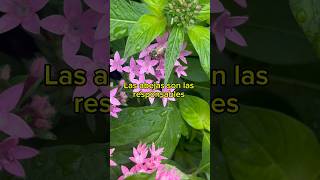 Sé el motor del cambio. Poliniza el mundo con buenas acciones.. #abejas #biodiversidad