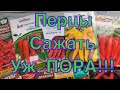 Какие ОСТРЫЕ ПЕРЦЫ посадить? Обзор сортов острых перцев.ТопСад