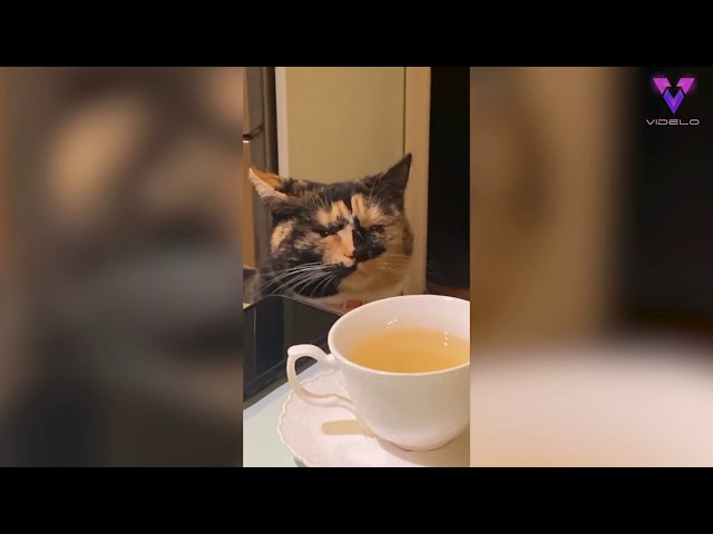 Loading video