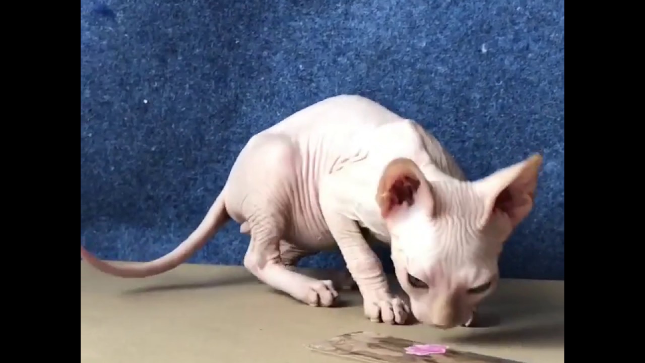 canadian sphynx cattery