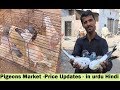 Kabootar Market Guru Mandir Karachi - Pigeons Price Updates