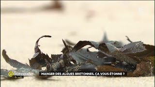 Manger des algues bretonnes : ça vous étonne ?