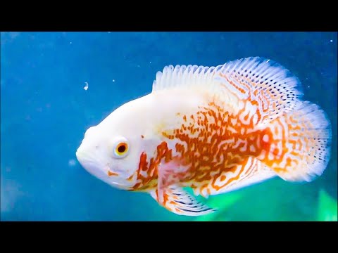 Why CICHLIDS are the BEST FISH! - Why CICHLIDS are the BEST FISH!