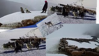 Овцы Дахмарда из Селения Гузн Мастчоххи Куххи Перевал.  Sheep Mastchoh, TAJIKISTAN.