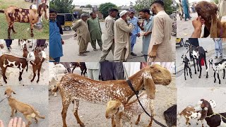 Mirpur Bakra Mandi | Sunday Bakra Bazaar | latest Update 2023 |