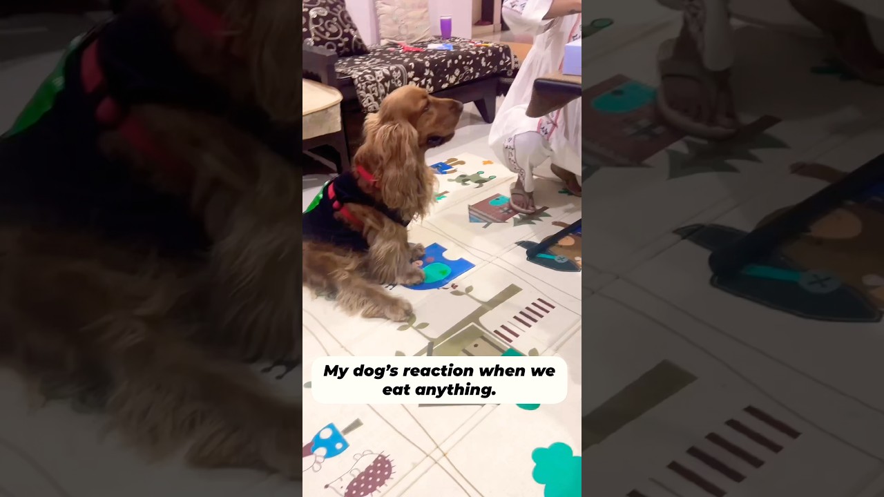 Every time we eat, he’s ready to judge, beg, and maybe steal a bite! 🐶❤️