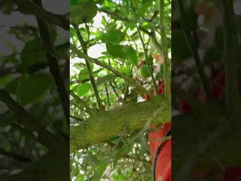 ليمون من شجرة بابا الله يرحمه ويغفر له