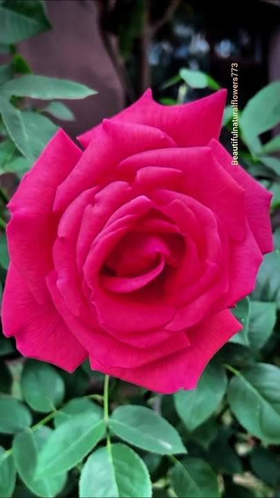 pink rose flower #rose #shortvideo #video