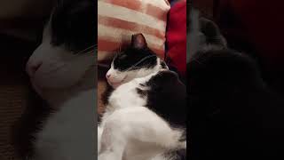 I Raspberry Tuxedos Belly