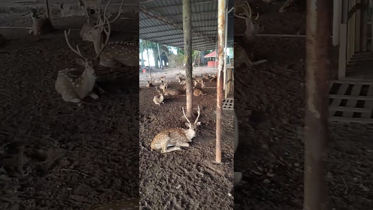 Ross Island 🏝️: Friendly deer, brought by the British, still charming travelers with their warmth!