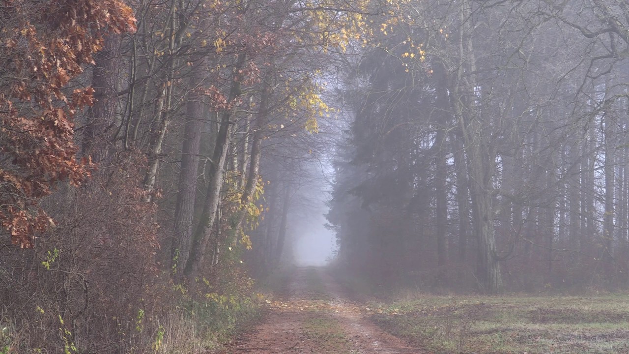 MAGIC FOREST ART - Ich bin Wald von Vera Greif
