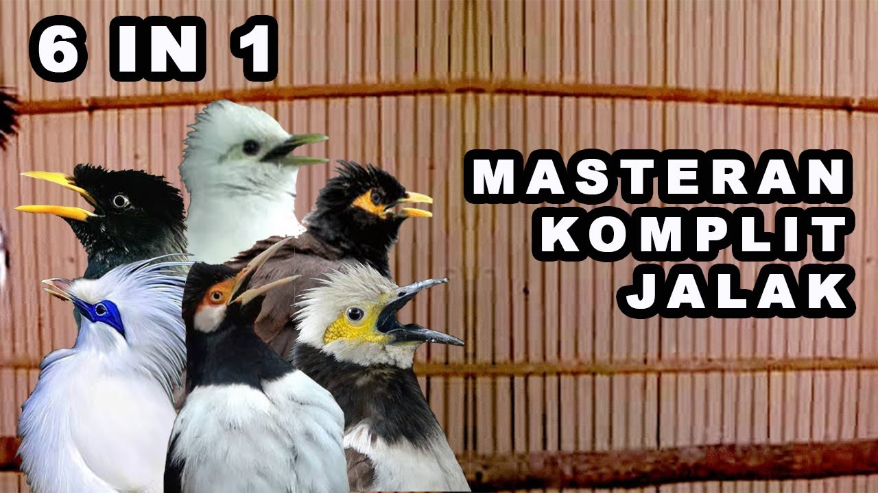 Masteran dan Pancingan JALAK  Macet Bunyi Terbaru 2022 !!! 100% Auto Nyaut