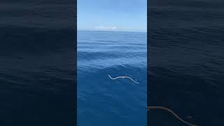 Deadly Sea Snake - living its best life #ocean #fyp #foryou #wildlife #music