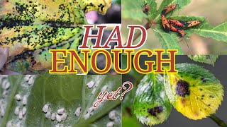 Purecrop1 The Best Organic Insecticide For Thriving Gardens