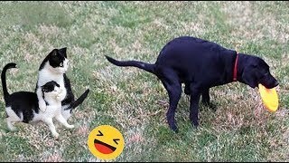 Funny 🤣Animals | Cats😸 and dogs🐕compilation#29#funny#cat#animals