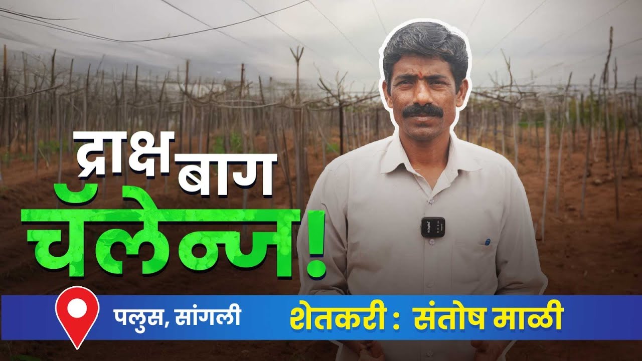 द्राक्ष बाग चॅलेन्ज | Grapes Challenge due to erratic climate
