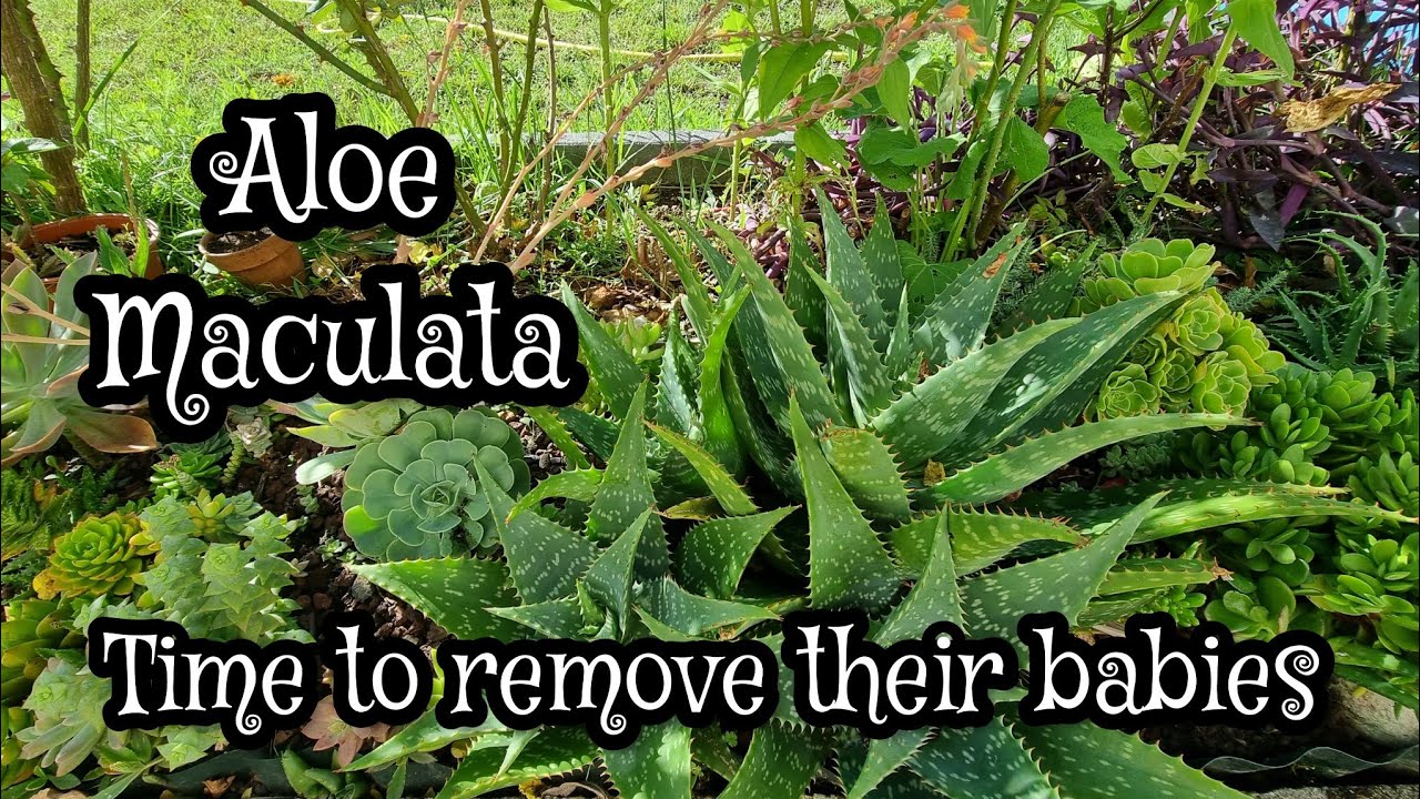 Aloe Maculata: Removing their crowded babies 👶