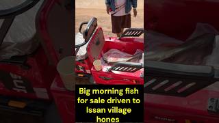 Big Fresh Morning Fish for Sale at Isaan Home in #thailand #thaifood