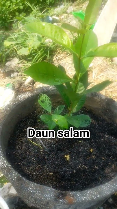 tumbuh besar daun salam#bersemangat #shorts