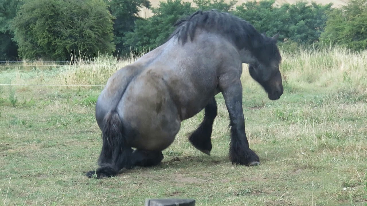 Cheval De Trait Belge 13 Youtube