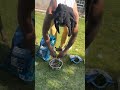 OBEDIENT DOG FEEDING🐶🔥 #dogcommunity #puppy #dogfood #dog #pitbull