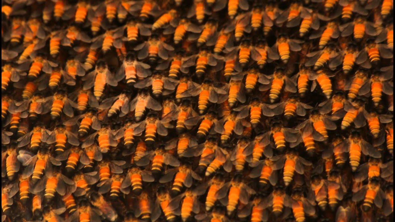 Honey bee nest - YouTube