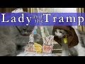 Walt Disney's Lady and the Tramp (Cute Kitten Version)