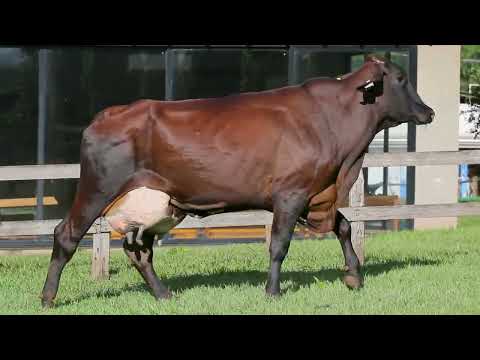 LOTE 38 4079 HONDA FIV F  MUTUM