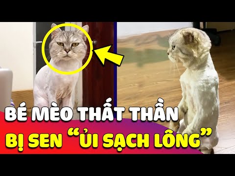 Video Khuôn mặt 'THẤT THẦN' của bé Mèo đứng trước gương khi... - youtube