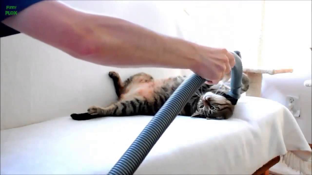 Animals Who Love Vacuums Compilation 2013 NEW HD]