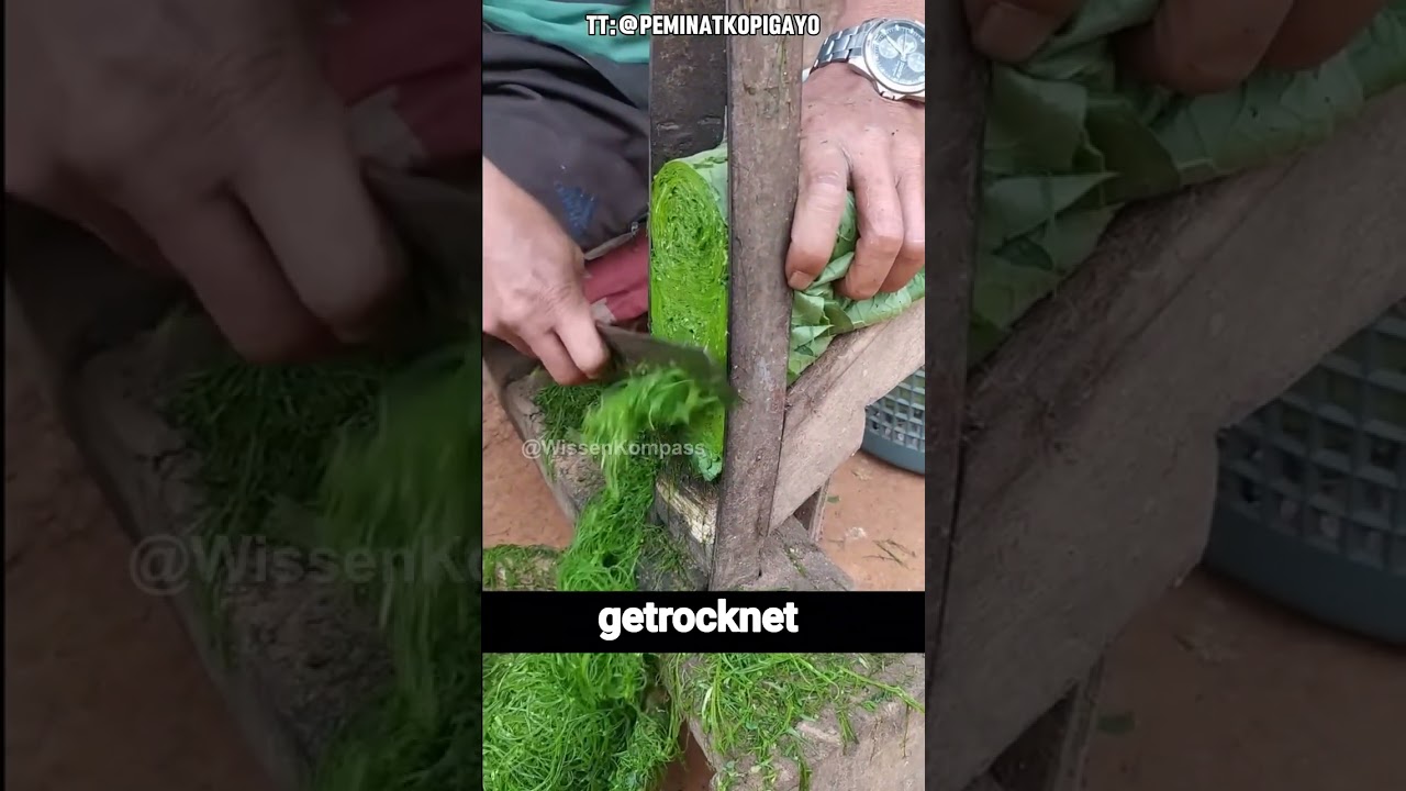 Grüner Tabak direkt vom Feld: Indonesische Ernte-Geheimnisse! 🇮🇩