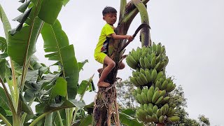 going to cut bananas to sell for a living, two brothers named Mai Oanh