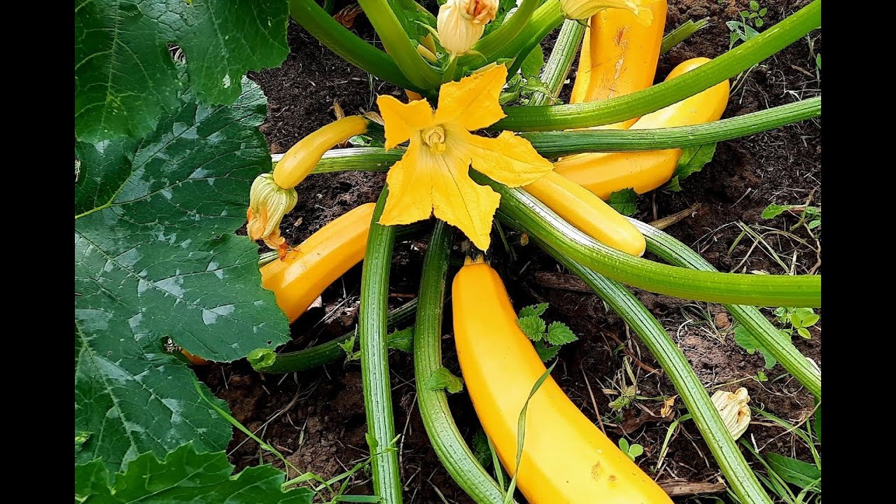 Почему гниют Завязи у Кабачков?? Без паники!! Легко Это Исправим ...
