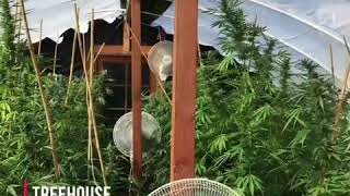 Treehouse Treehouse Alpha '17