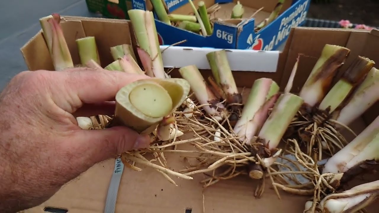 (245) Nieuchronnie zbliża się koniec sezonu. Nasiona cann już zebrane. Zaczynamy wykopki.