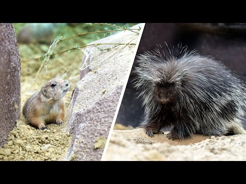 Video: Waarom is een stekelvarken een knaagdier?