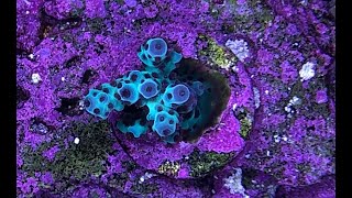 Black hole of Acropora death // Aqua Auto skimmer security review