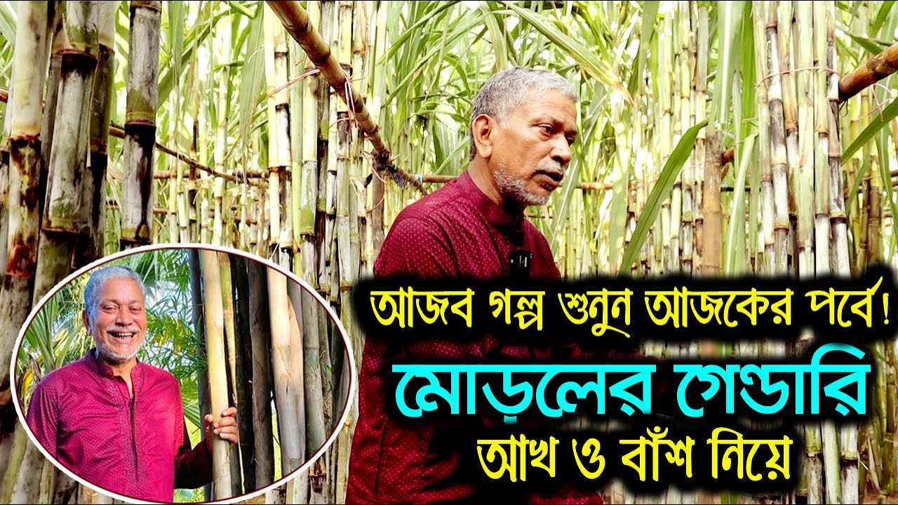 মোড়লের গেন্ডারি ও রেঙ্গুন বাঁশ নিয়ে আজব গল্প শুনুন আজকের পর্বে