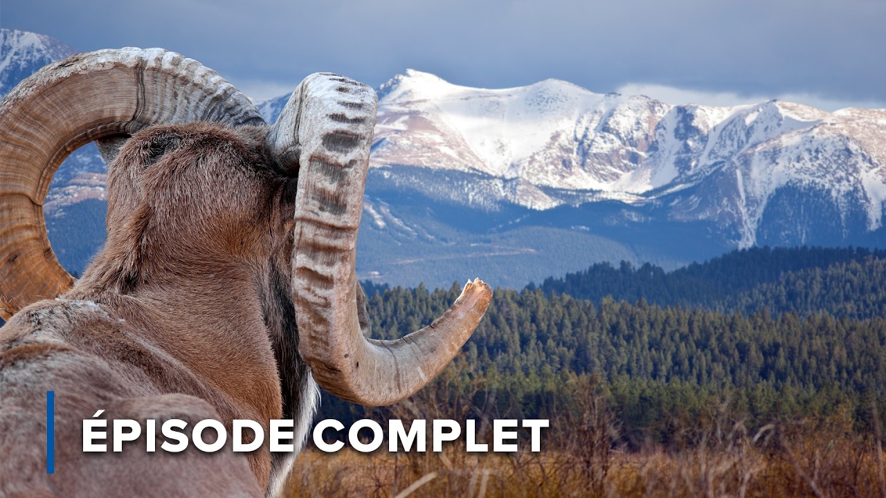 Vie au sommet: Survivre dans les Rocheuses | Rocheuses sauvages 102