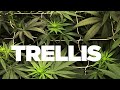 How to hang or install trellis in grow tent  scrog 101 basics