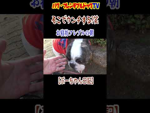そこでウンチするか! お寝坊のフレンチブルドッグ 『ぶーちゃん日記』