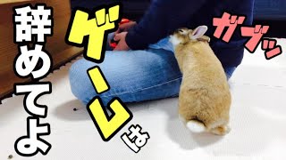 ゲームに夢中の飼い主に腹を立てた時のうさぎの行動 #376